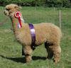 LAVENDER PARK Tulley Dark Fawn stud male standing at TOFT Alpaca Stud